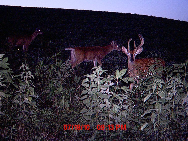 Goofy Buck 1 (2)