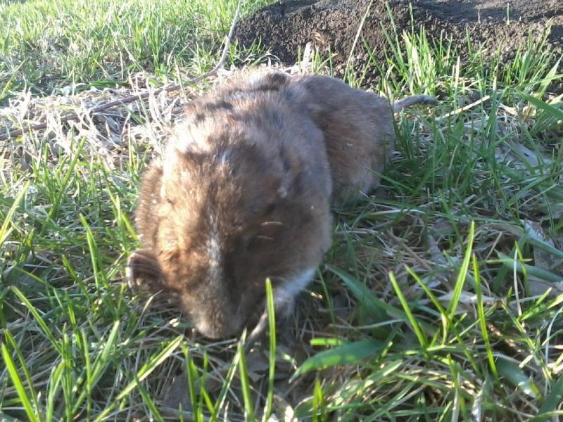 Gopher1