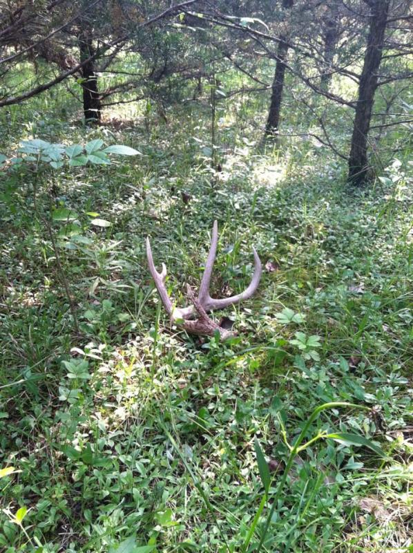 Half of "The Drop Tine 9"