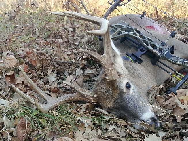 Halloween Buck