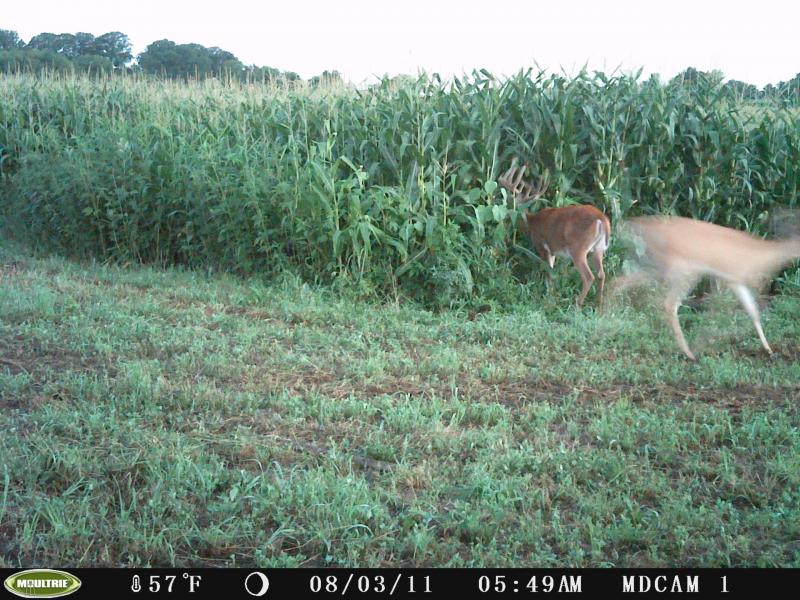 Hard to see unless you zoom in, but this is my #1 hit list buck this year...