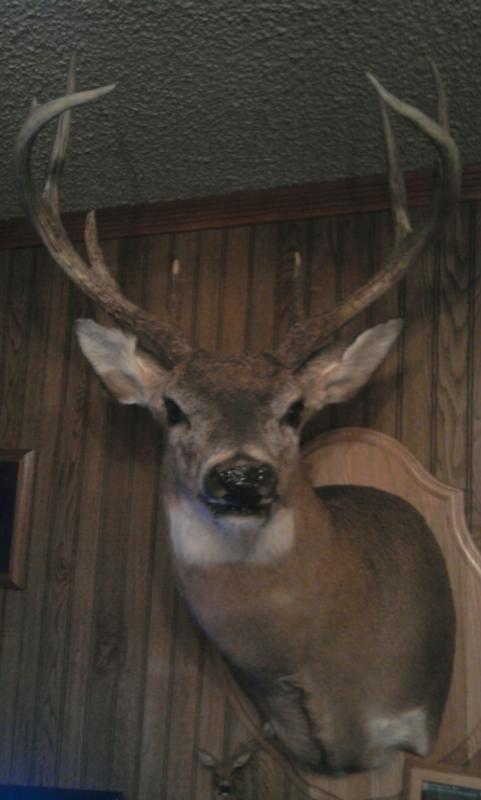 his mount