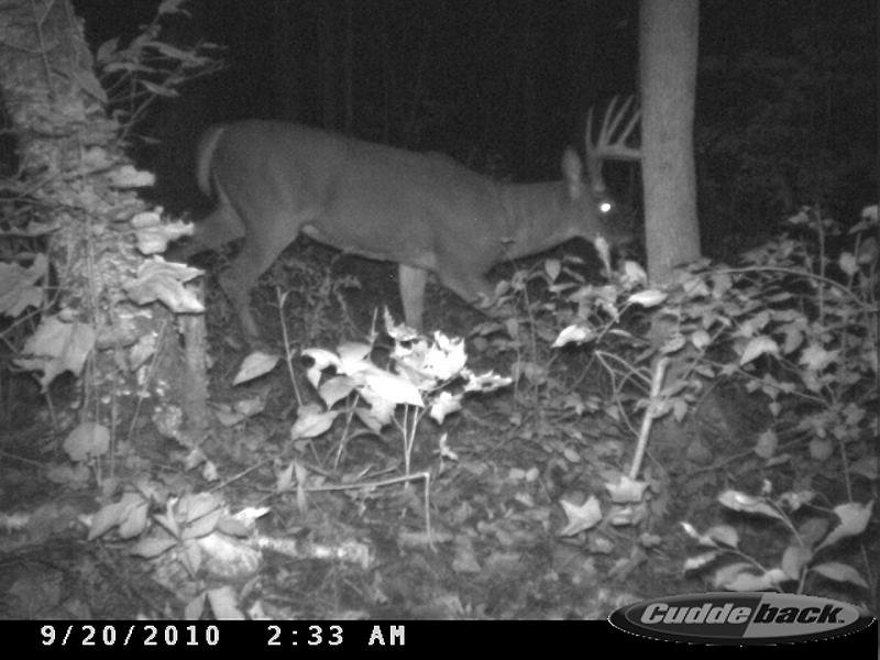 Home Farm Buck!