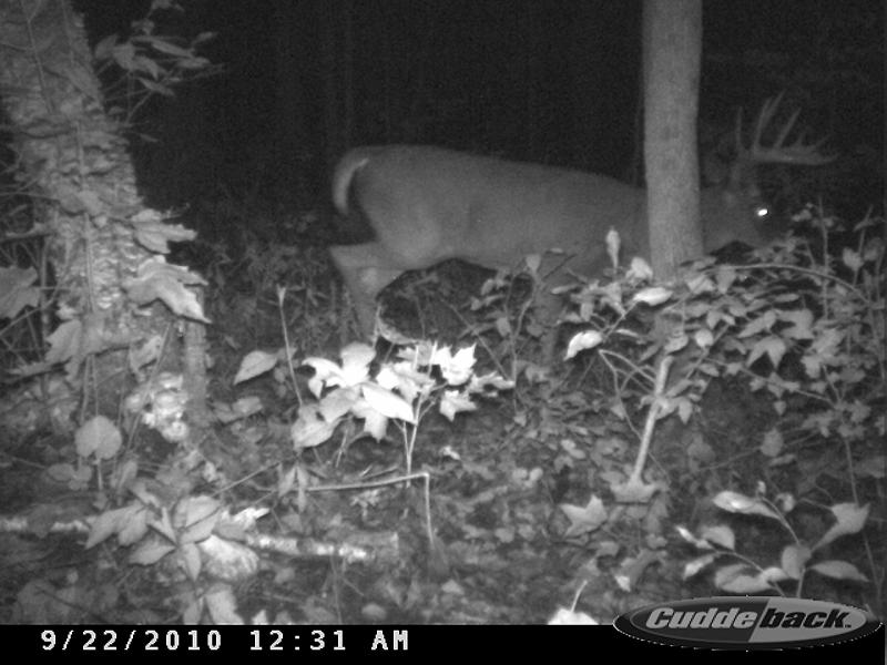 Home Farm Buck