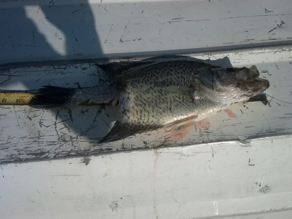 Huge Crappie