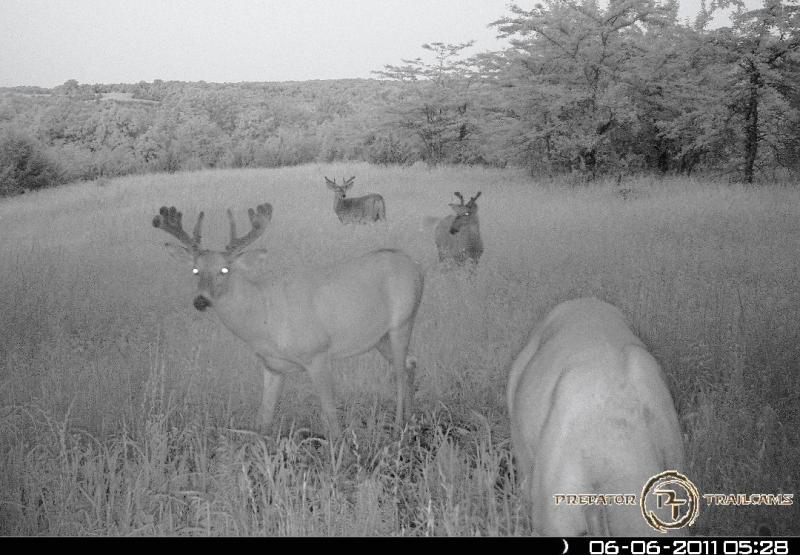 I Belive This Is The Buck I Call Kickers.