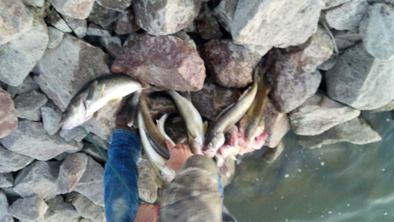 image 4270923531