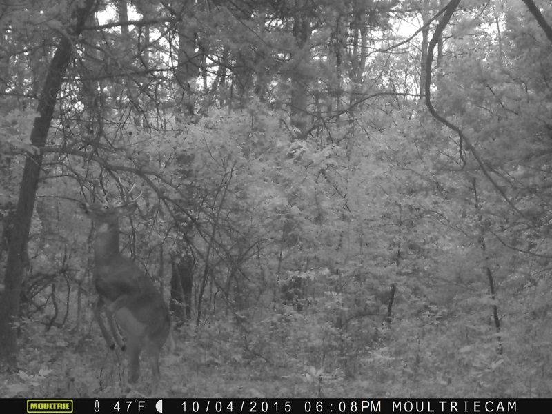 IMG 0373 JPG2015 trail cam