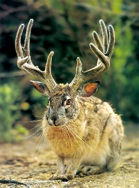 jackalope
