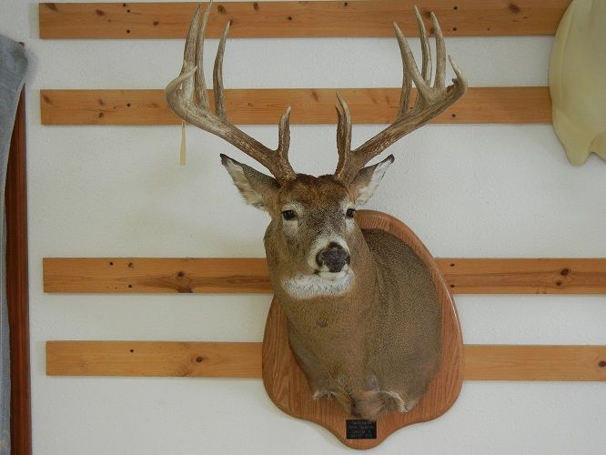 Jasper County Poached Buck