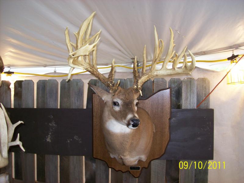John Schmucker "Amish" buck, 295-7/8