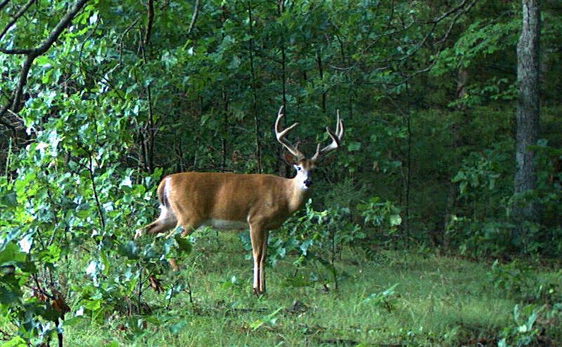 July Buck