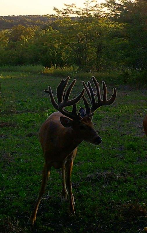 "Kickers" is the buck of my lifetime for sure. I have a very long history with this buck. He is 6 1/2 years old as far as I know. I have trail cam pic