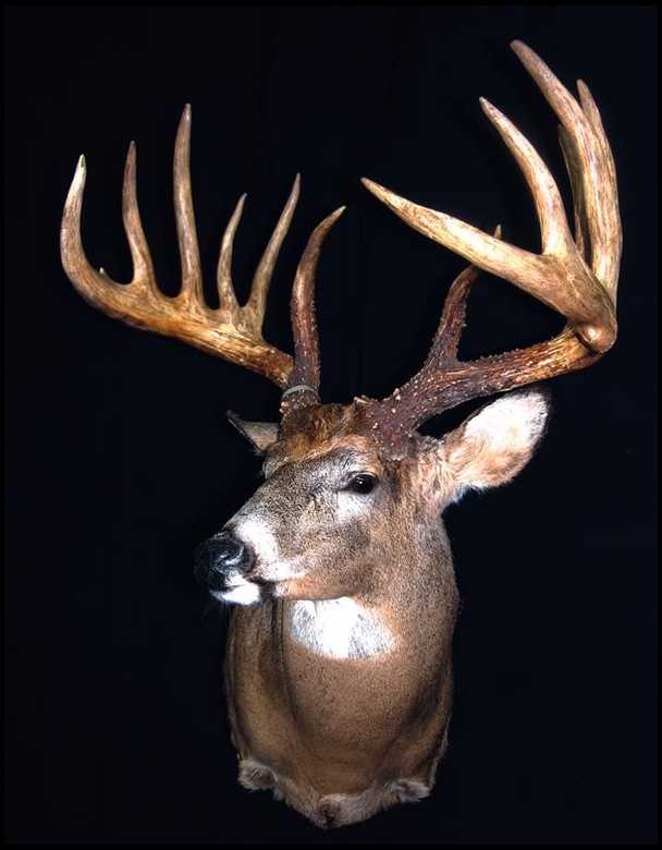 king buck