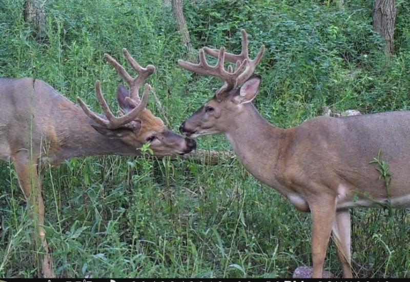 kissing bucks
