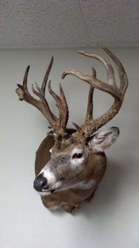 Krall's mount 1