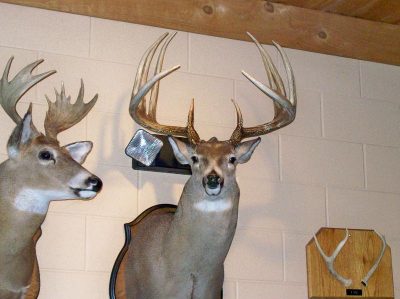 KY state record Typical, Robert Smith buck, 204 4/8