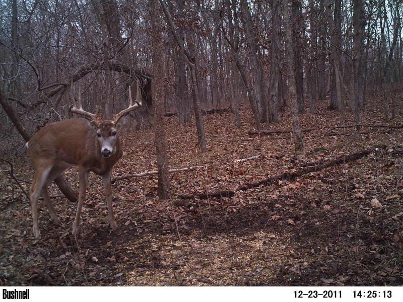 Last years trail camera picture. Baiting him in trying to find his sheds