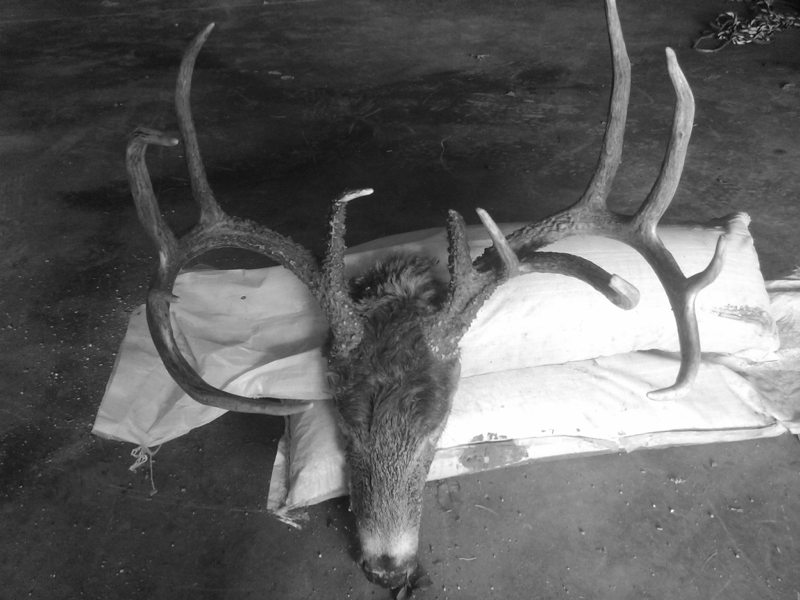 Leave it to the judge to shoot a monster
