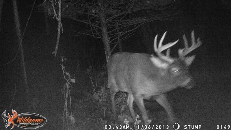 Looks like that old bruiser was cruising by this stand location as well.
