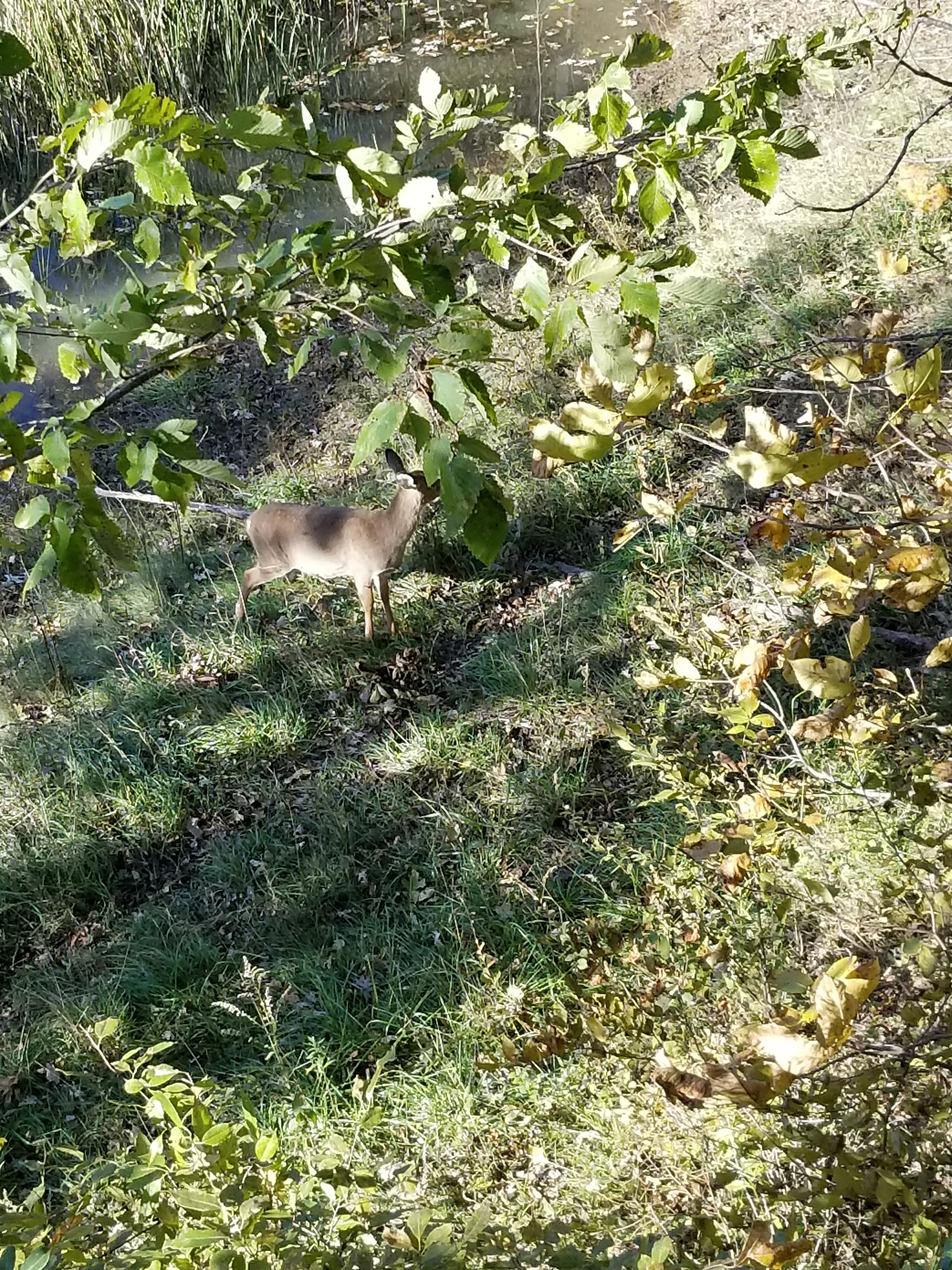 Lucky fawn