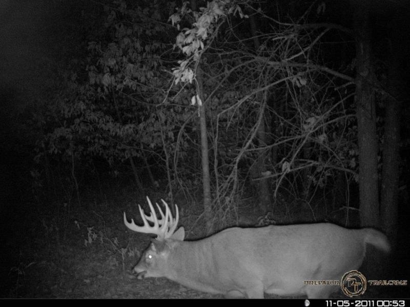"Magnum" is a tank of a whitetail. 300 pounds if I have ever seen one. I have a few pics of this guy last year and no sheds. This is the only picture