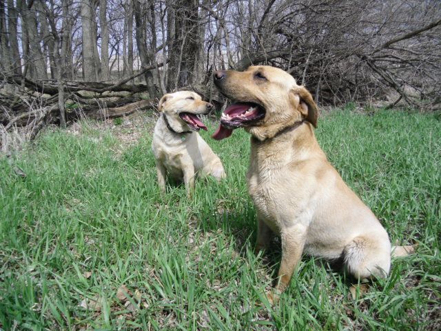 Max and Sadie taking a break while shed hunting, not really by choice, but I wanted a picture of them together !