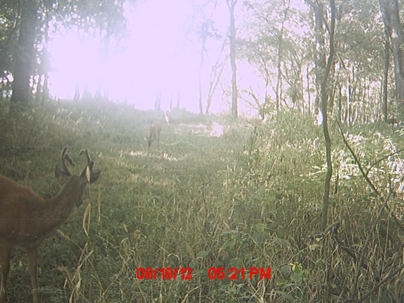 MDGC0373