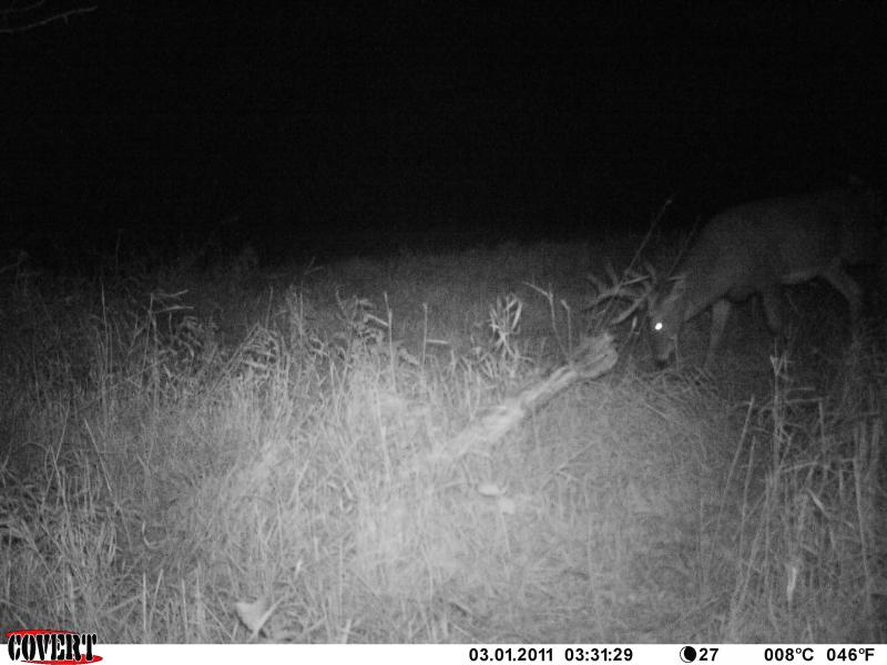 mike bow kill
