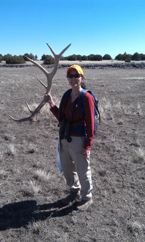 Minnie with her first elk shed on Good Friday 2013