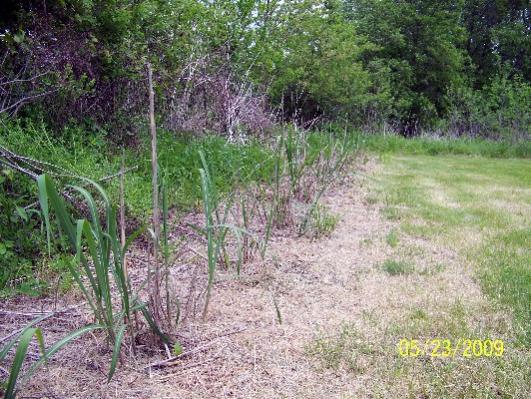 Miscantus Growth