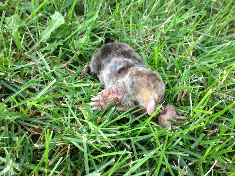 Mole1