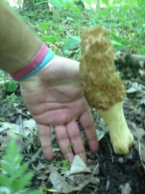 Morels