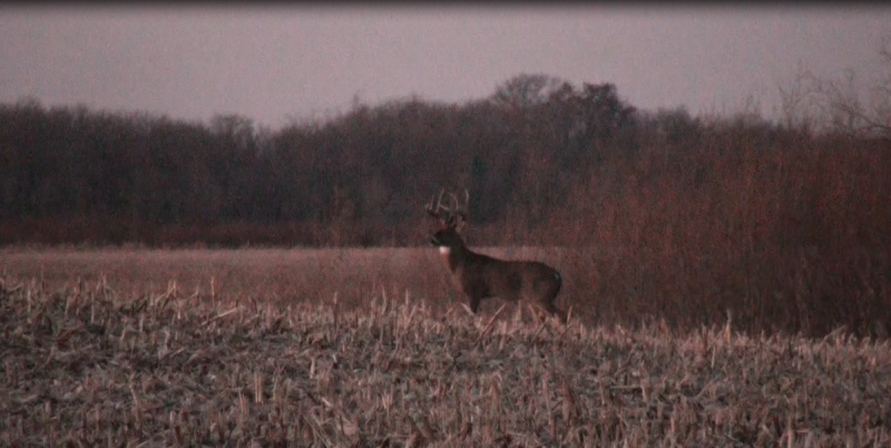 Muck Farm Buck 1