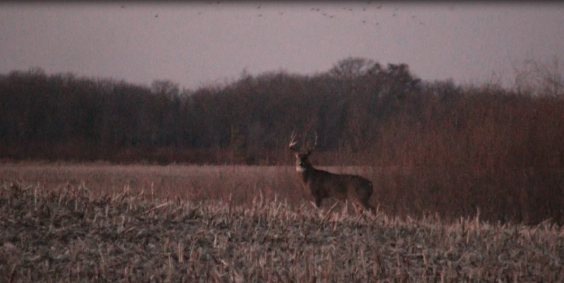 Muck Farm Buck 2