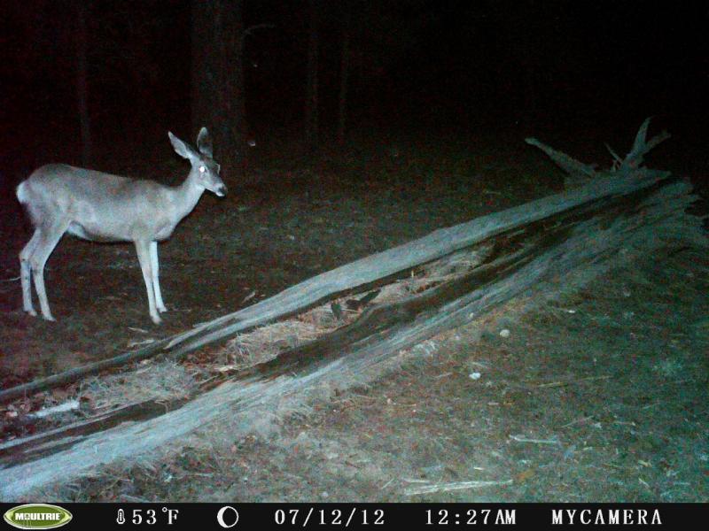 Muley Doe