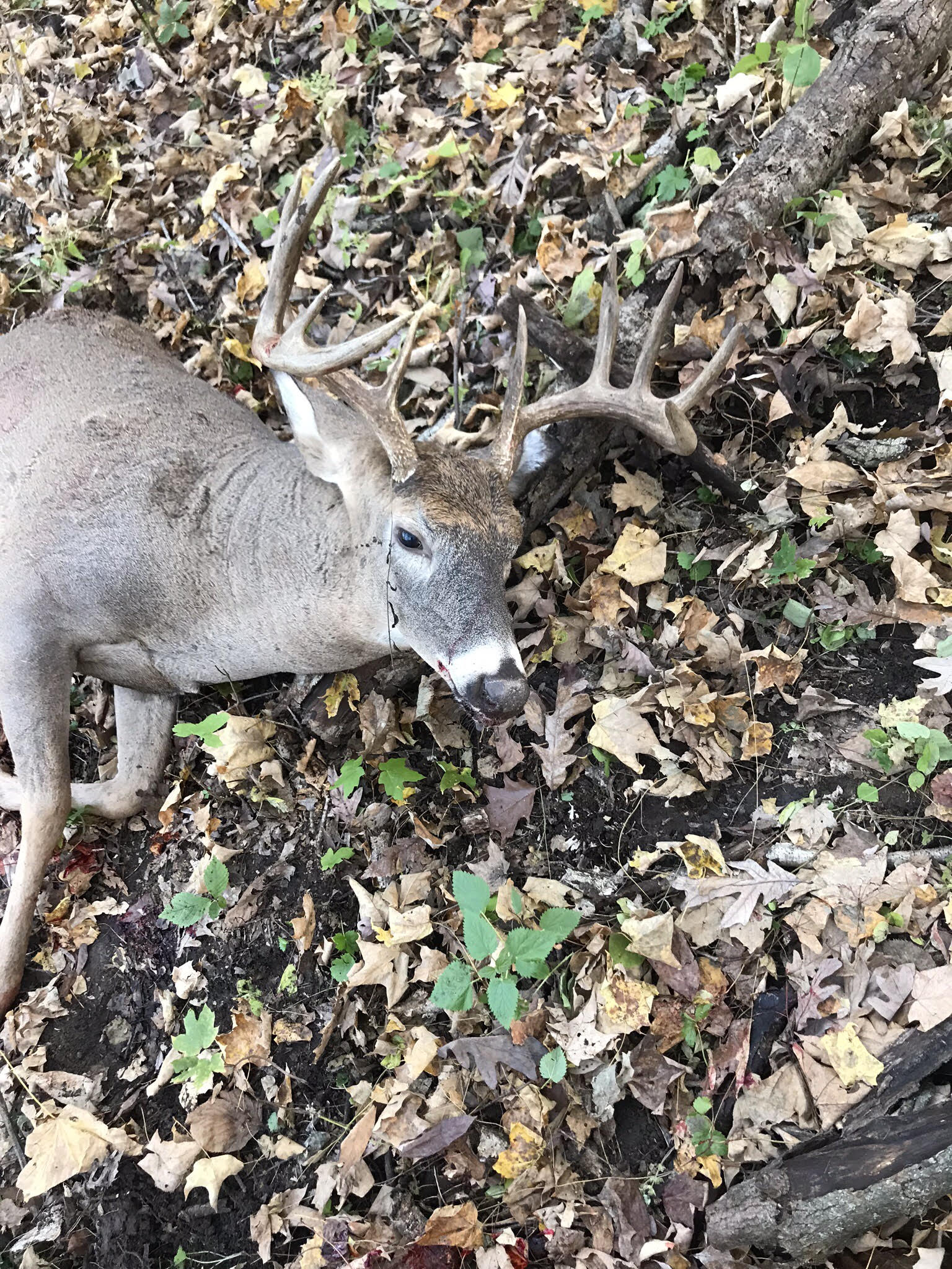 Muzz Buck 3