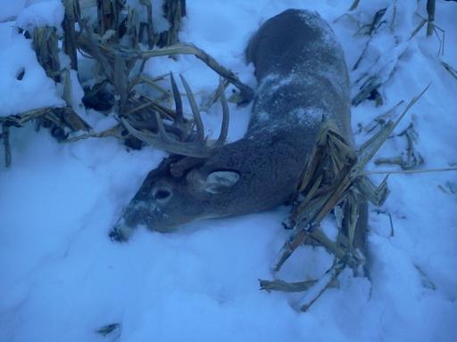 muzzy buck '12