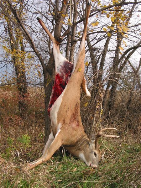 My 07 Iowa buck, DIY hunt. Allot of fun
What an old horse!