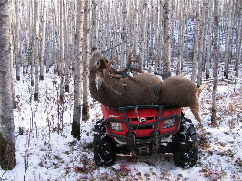 My Alberta buck on the wheeler, took 4 of us to get him up there!