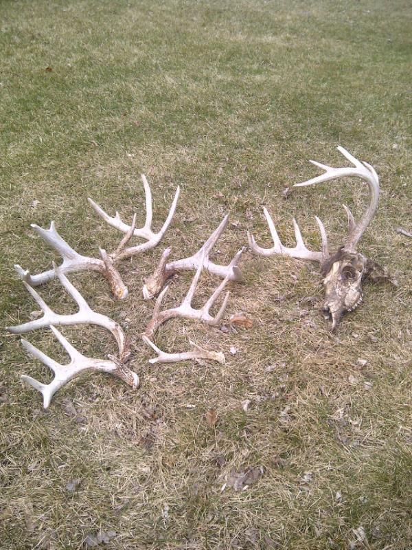 My shed season, minus one side with four points and a giant match i found after this pic.