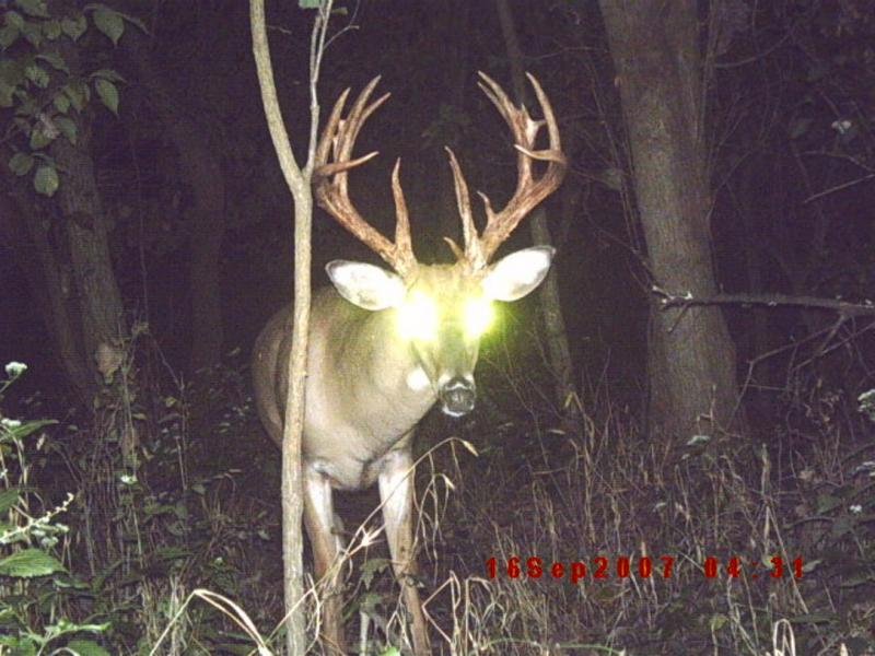 mystery buck