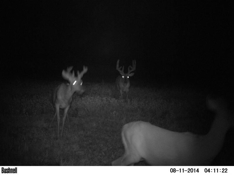 Mystery Buck