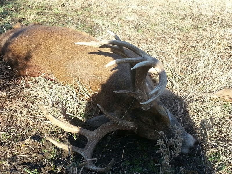 Nick's Buck