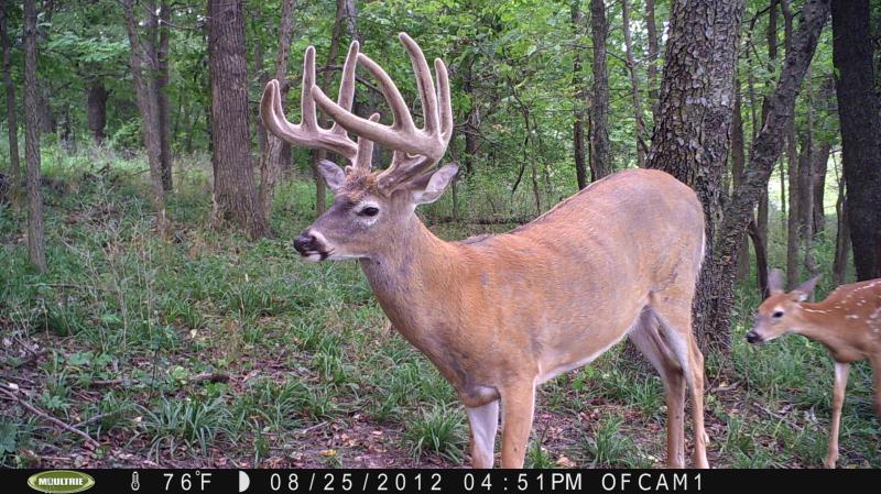 No Name buck