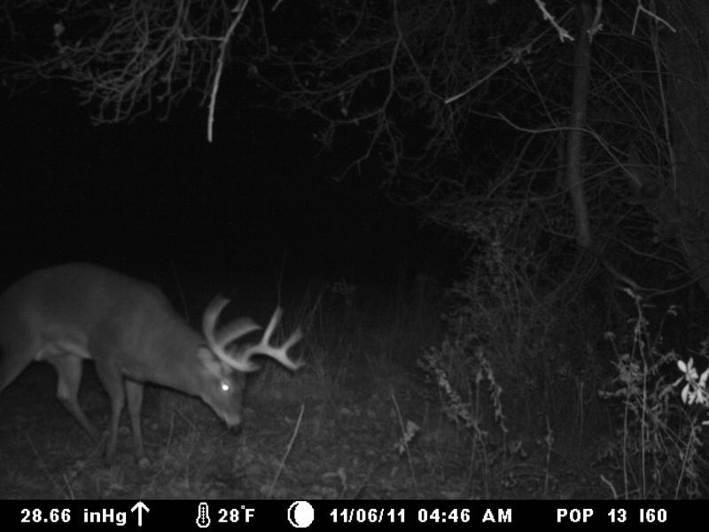 November 2011 Deer Photos 002