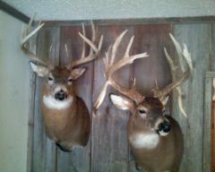 one on left i shot last year with muzzle loader and the drop tine buck.. those are sheds i found