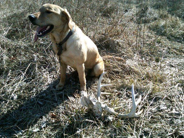 Otis with Dead Head #1