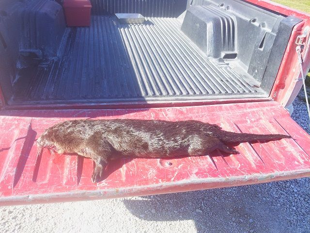 Otter tailgate