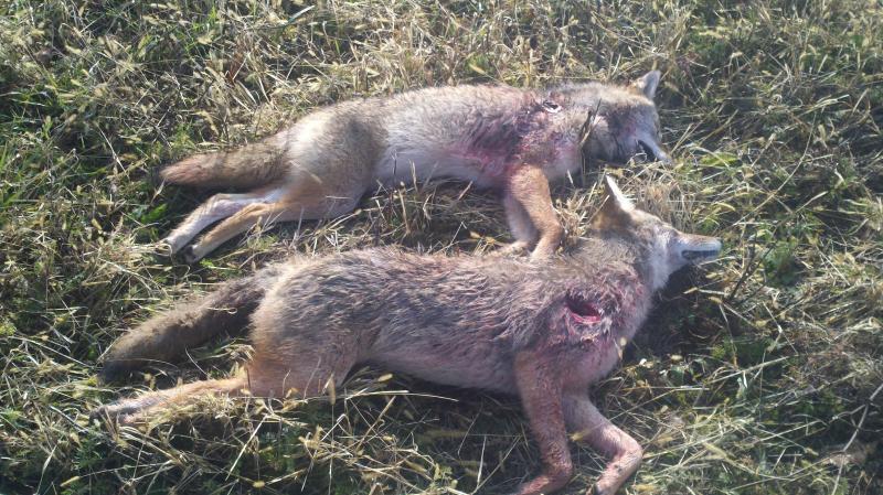 Pair of Coyotes 11-4-12